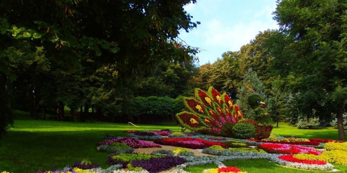 1280x804 Flower Peacock Garden Trees wallpapers | Flower Peacock Garden