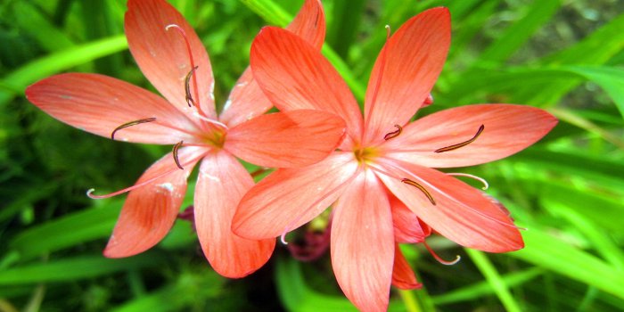 2560x1600 Beauty Of Kashmir Flower Garden Birds And Flowers : Wallpapers13.com