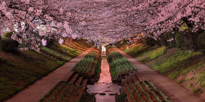 1920x1080 Blossom, Garden, Background Yokohama, Samsung,river Backgrounds