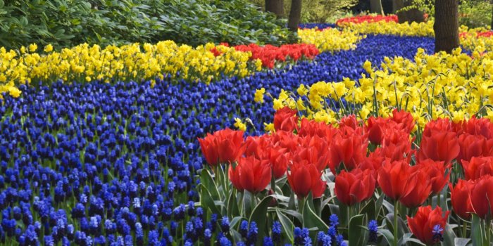 1920x1080 Keukenhof Garden HD Wallpaper – Travel HD Wallpapers