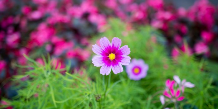 2880x1800 Flower HD Wallpaper | Background Image | 2880x1800 | ID:443141