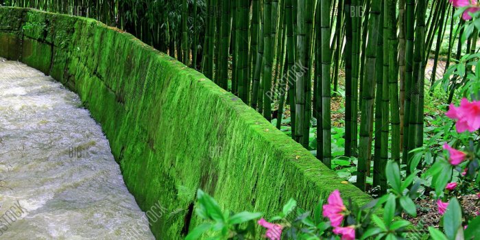 1500x1150 River Flows Bamboo Image & Photo (Free Trial) | Bigstock