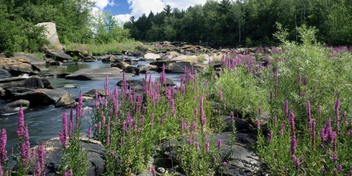 1280x804 Flowers Near Little River wallpapers | Flowers Near Little River