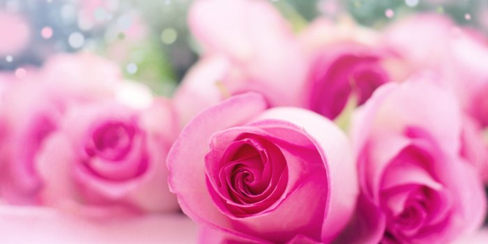 3000x2000 Light Pink Roses Bokeh Ultra HD Desktop Background Wallpaper for