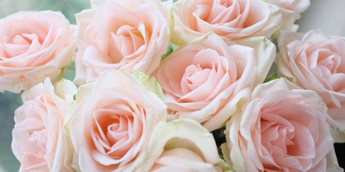 3840x2400 Light Pink, Roses, Bouquet, Wallpaper - Garden Roses, Hd