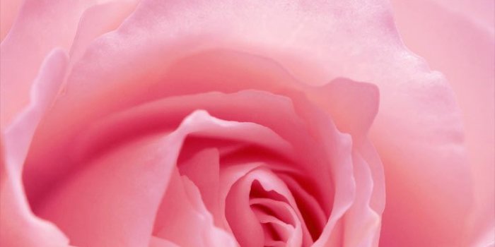 750x1134 Light Pink Rose Flower iPhone hd wallpaper on We Heart It