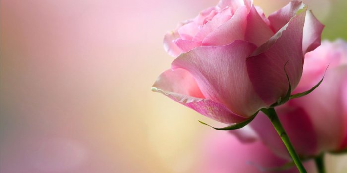1920x1200 Pics Photos Light - Pink Rose Wallpaper Desktop, Download