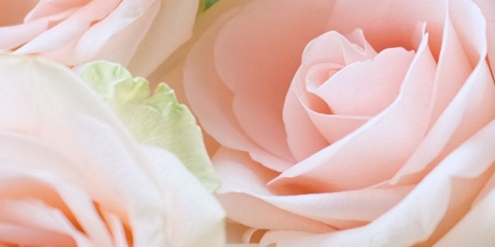 1440x2848 Light Pink, Roses, Bouquet, Wallpaper - Light Pink Rose Background