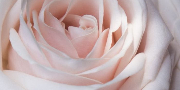 720x1280 Light Pink, Flowers, Close Up, Roses, Wallpaper - Light Pink And