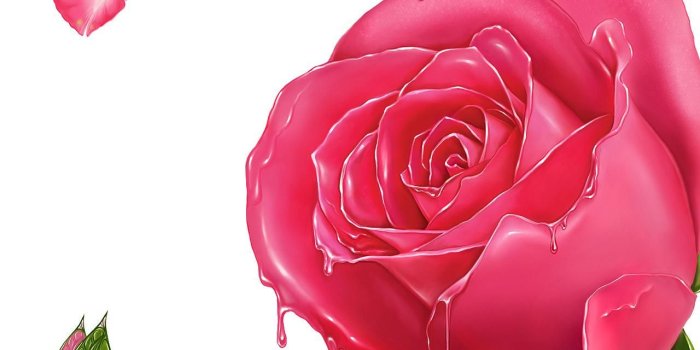 1280x1024 Natural Wallpaper HD: pink rose meaning | pink roses | pink rose