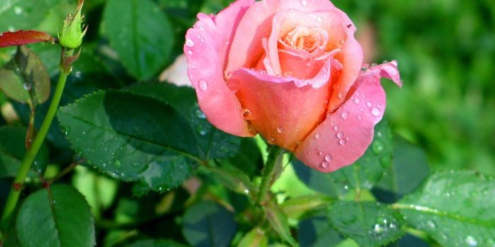 1024x768 Desktop Wallpapers » Flowers Backgrounds » Light Pink Rose » www