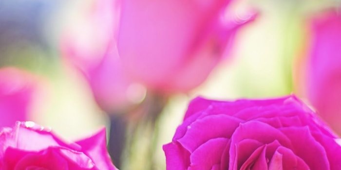 938x1668 Wallpaper Roses, Buds, Light, Pink - Beautiful Good Morning Wish