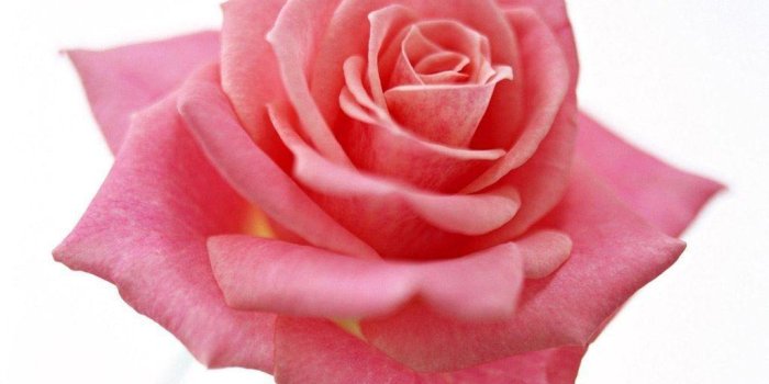 1024x768 Pink Rose White Backgrounds