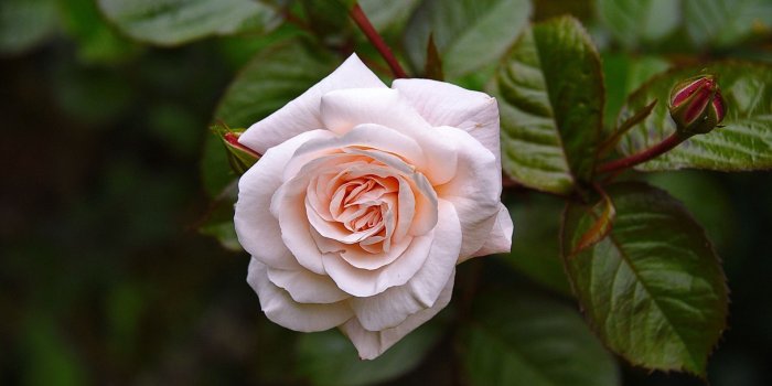 1920x1080 Light Pink Rose Wallpaper 45625 - Baltana