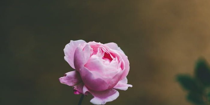728x1094 HD wallpaper: rose, flower, light pink, blooms, beautiful, gentle