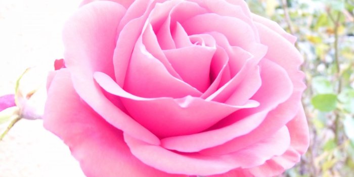 1920x1080 Light Pink Flower Wallpaper (58+ pictures)