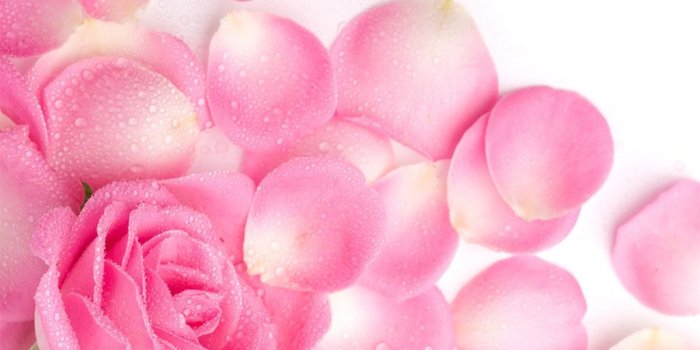 1024x768 Pink Rose Wallpaper on WallpaperGet.com