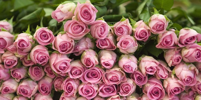 1920x1080 Light Pink Roses Hd Desktop Wallpaper (#711695) - HD Wallpaper