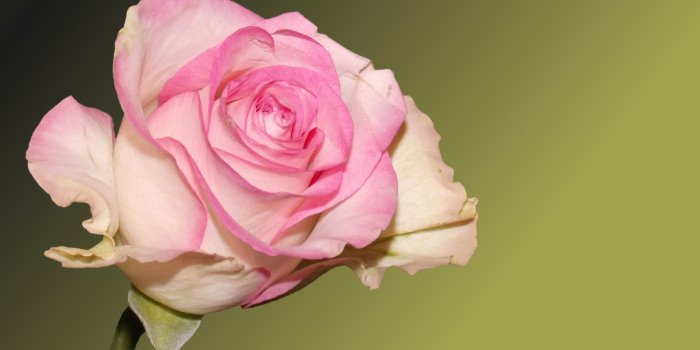 4272x2848 Light Pink Rose Wallpaper 4K Background | HD Wallpaper Background