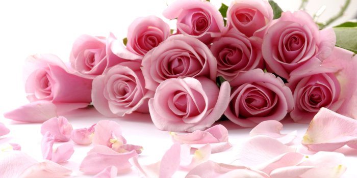 2560x1600 light pink rose flowers wallpaper - Tunkie