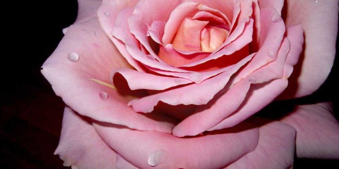 1024x768 Pink Rose Backgrounds