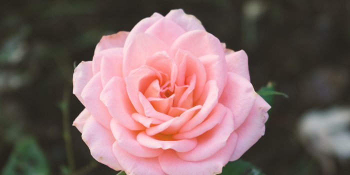 3572x3932 100+ Pink Rose Pictures [HD] | Download Free Images & Stock Photos