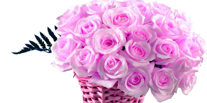 1920x1200 Pink Rose Wallpapers (69+ pictures)