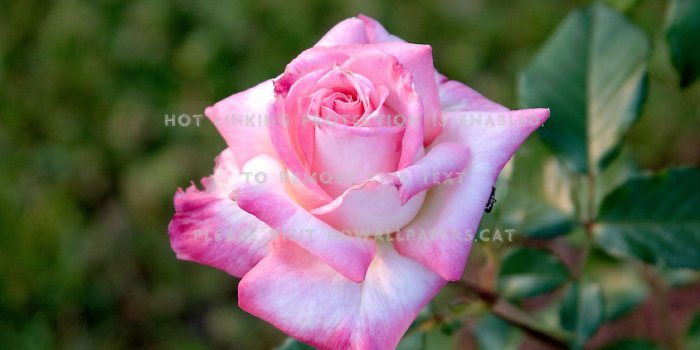 1680x1050 a light pink rose growing outside nature