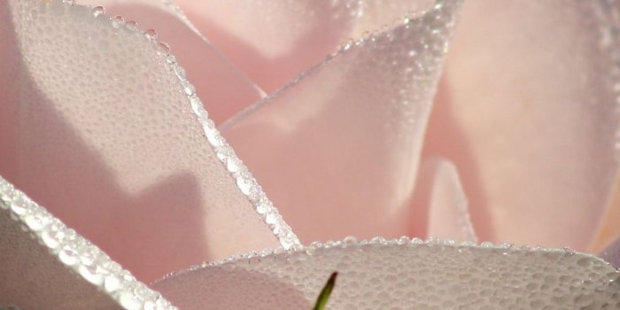 1125x2436 Download 1125x2436 wallpaper light pink rose, water drops, close