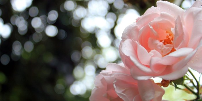 1920x1080 Light Pink Roses Bokeh HD Desktop Wallpapers : High Definition