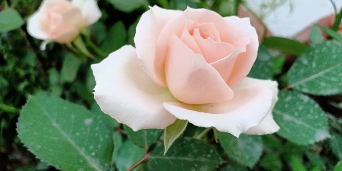 1440x1080 light pink rose wallpaper - Album on Imgur