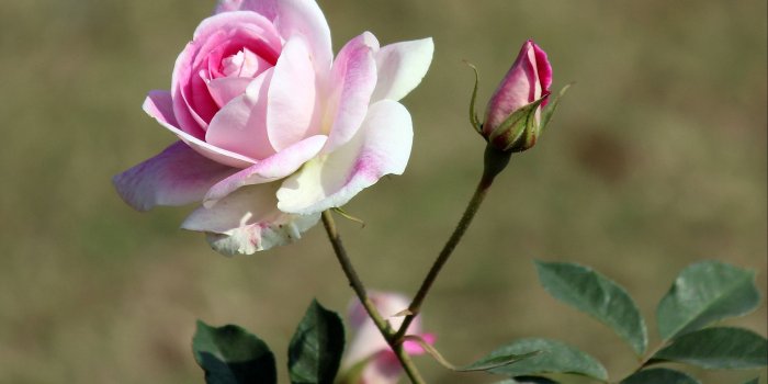 2941x1964 Cecile Brunner Light Pink Rose Flower - Light Pink Rose Flower