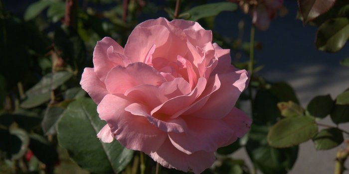 1920x1290 Pink Rose Images Wallpaper - Cheap Frills Jewellery