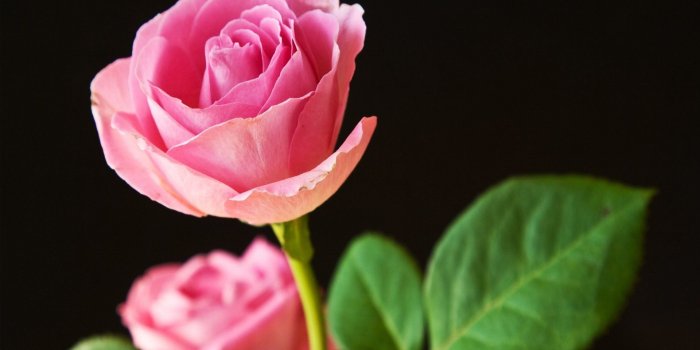 1920x1080 Steamy Good Looking Flowers Best Pink Roses Desktop Pc Hq Download