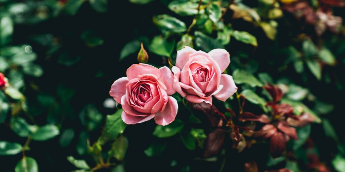 7952x5304 100+ Pink Rose Pictures [HD] | Download Free Images & Stock Photos