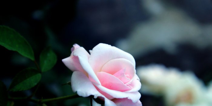 1920x1280 Download free photo of Rose,flower,pink rose,background,petals