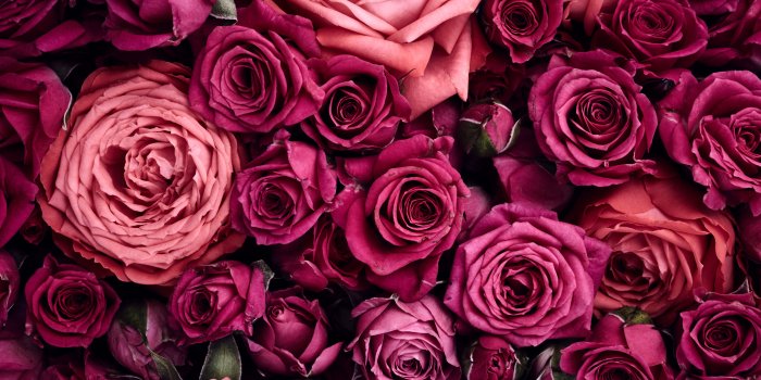 5472x3648 Light Pink and Dark Pink Roses 5k Retina Ultra HD Wallpaper