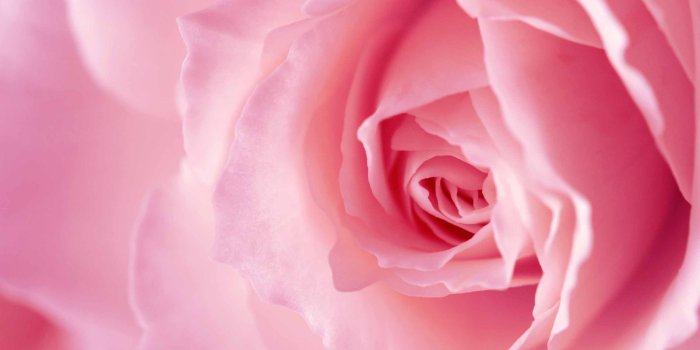 2560x1600 1000+ Best rose Mac Wallpapers Free HD Download - AllMacWallpaper