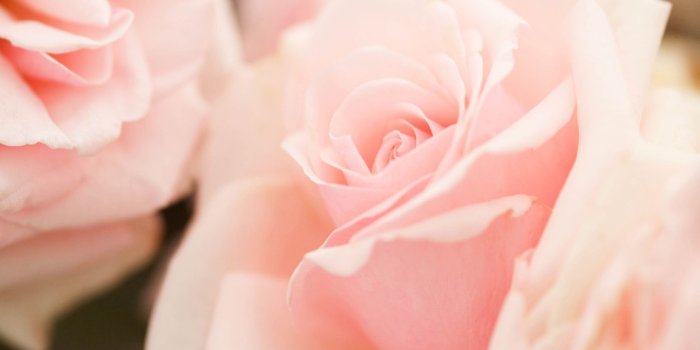 1920x1200 46+] Light Pink Roses Wallpaper on WallpaperSafari