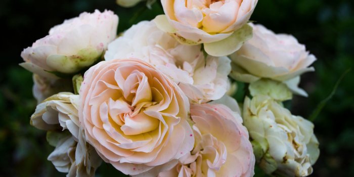 1600x1200 Download 1600x1200 Wallpaper Light Pink Roses, Flowers, Close Up