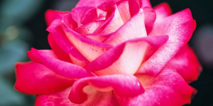 1600x1000 Pink Rose Wallpapers