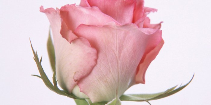 1600x1200 Light Pink Rose Wallpaper - Good Morning Simple Reminders Quotes