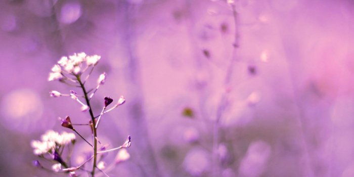 2048x2048 30 HD Purple iPad Wallpapers