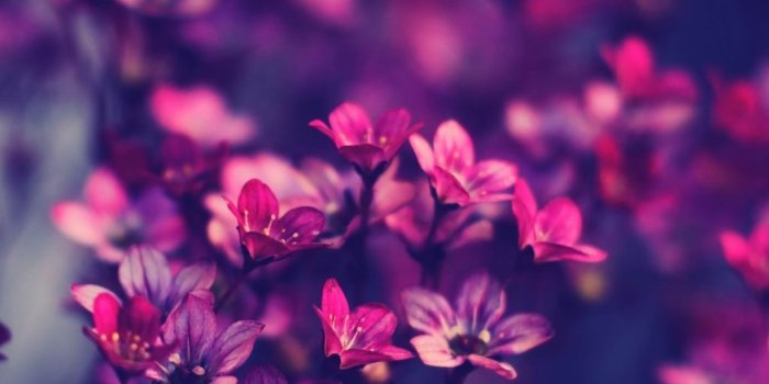 1024x1024 Flowers Violet Purple iPad Wallpaper | Purple flowers wallpaper