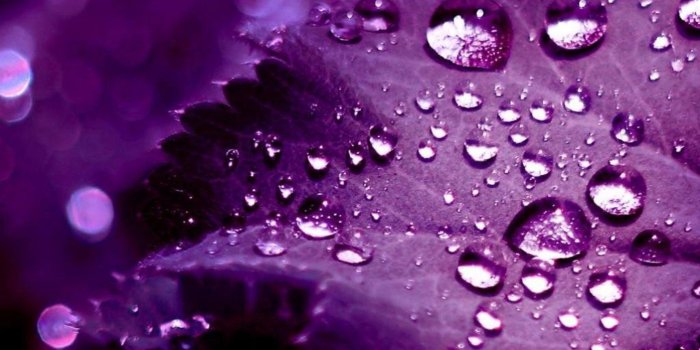 2048x2048 iPad Retina HD Wallpaper Purple Leaves - iPad, iPad Air, iPad Pro