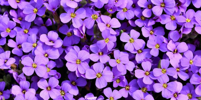 2932x2932 2932x2932 Purple Flowers Background 5k Ipad Pro Retina Display HD