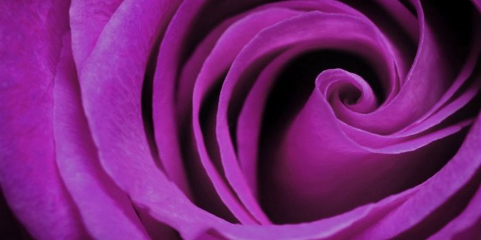 1024x1024 Free download Purple Rose bloom iPad Wallpapers iPad Backgrounds
