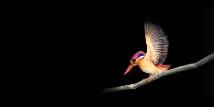 1280x720 Wallpaper Woodpecker, Microsoft Surface Go, Stock, Dark background