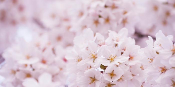 4000x2667 2327 cute cherry blossoms wallpaper | Cherry blossom wallpapers