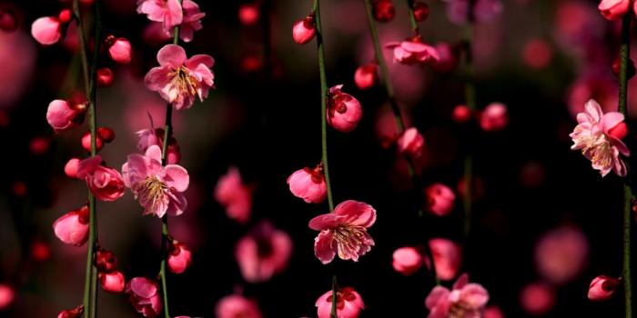 1520x940 Cute Cherry Blossom Wallpaper Desktop | Amazing Wallpapers
